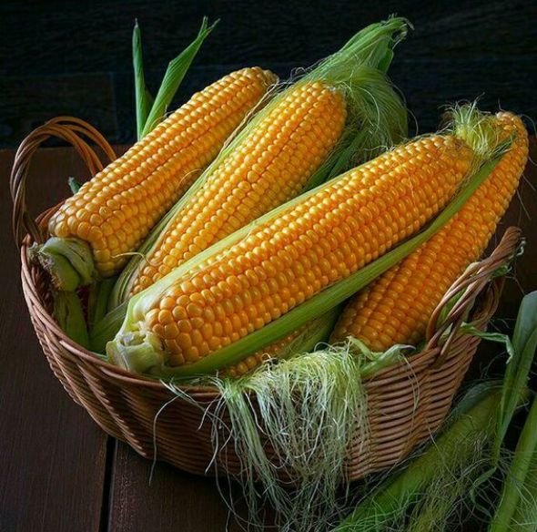 Sunny Fields Agriculture